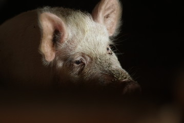 portrait of a pig on a farm © taraskobryn
