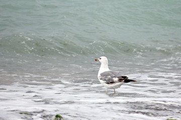 Seagull