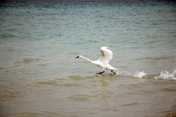 Fototapeta na wymiar Swan flying over sea