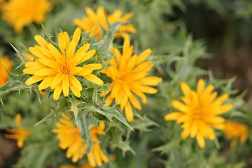 Golden thistle flowers