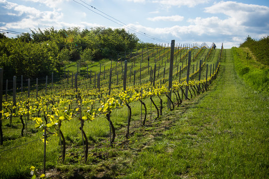 Winnica Imagens Procure 2,093 fotos, vetores e vídeos Adobe Stock