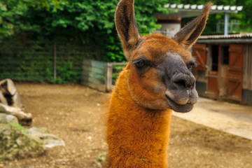 Obraz premium Lamaportrait