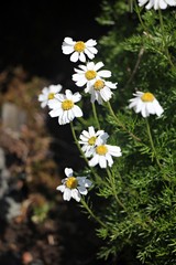 Alpine flowers - daisies