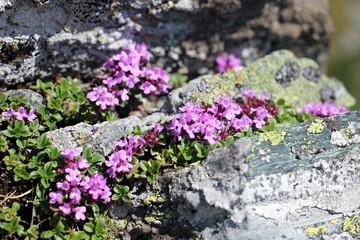 Alpine flowers