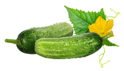 cucumber isolated on white