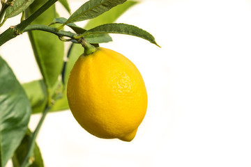 closeup of ripe lemon on lemon tree isolated on white background with copy space