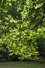 licht und schatten im wald