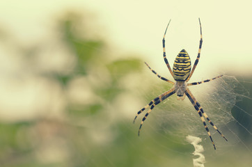 Black and yellow striped spider on the web.