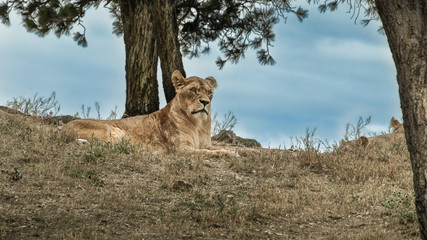 Relaxed female lion resting on the top of small hillock surrounded with dried grass and a blue sky in the background.