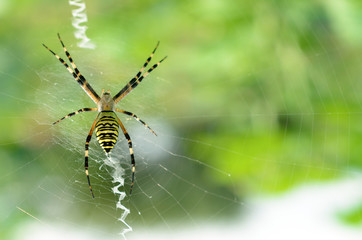 Black and yellow striped spider on the web.