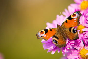 motyl na kwiatku © Marcin