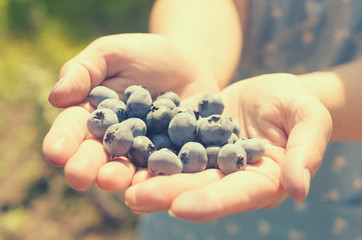 A handful of blue blueberries in female hands.