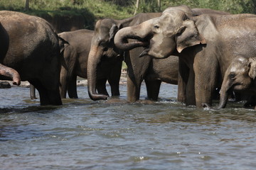 Sri Lankan Asian Elephants - 166384055
