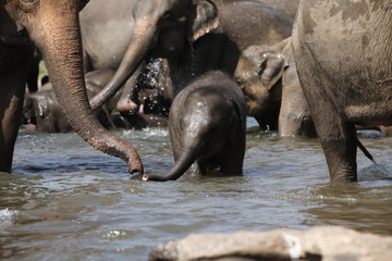 Sri Lankan Asian Elephants - 166384089