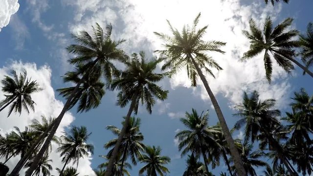 Time lapse . The bottom view on palm trees against the background of blue solar the sky with moving white clouds