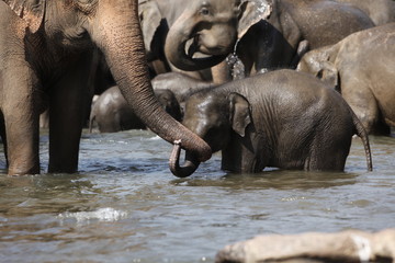 Sri Lankan Asian Elephants - 166384212