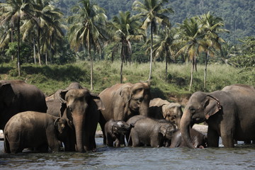 Sri Lankan Asian Elephants - 166384278
