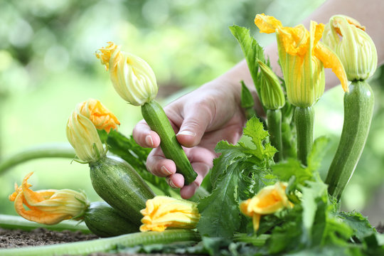 Hand picking zucchini flowers in vegetable garden, close up