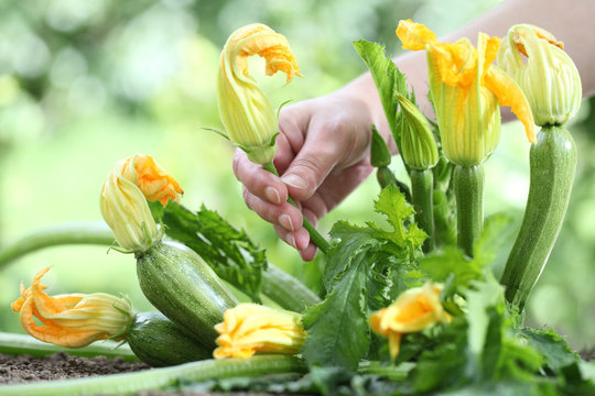 Hand picking zucchini flowers in vegetable garden, close up