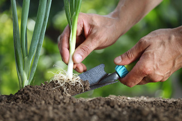 Hands picking spring onion in vegetable garden, close up