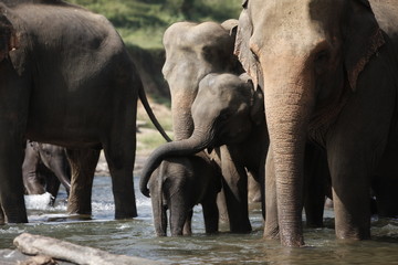 Fototapeta na wymiar Sri Lankan Asian Elephants