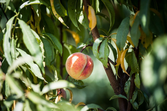Peach Picking