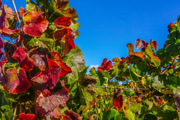 Grape Leaves on the Vine