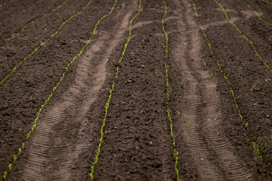 Growing Crop