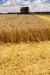 Combine machine is harvesting oats on farm field. combine harvester working on a wheat field. Combine harvester cuts the field of mature ripe yellow wheat