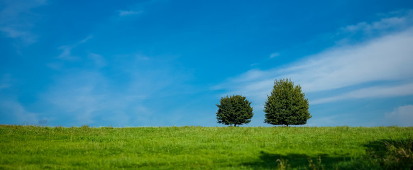 dwa drzewa panorama © Marcin