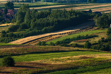 żniwa © piotrwolak