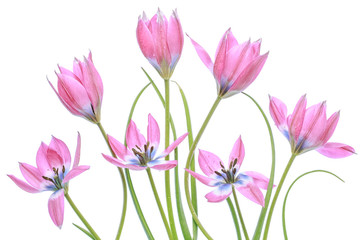 Fototapeta premium Tulips