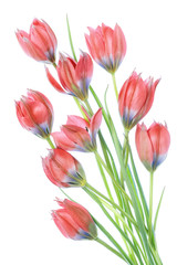 Naklejka premium Tulips