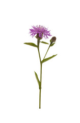 Brown Knapweed Centaurea jacea.
Flower of Brown Knapweed isolated on a white background