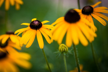 Black Eyed Susan