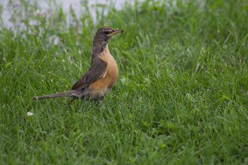 Robin on the lawn