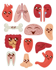 Vector illustration of cute colorful cartoon funny organs set with health concept on the white background in flat style.