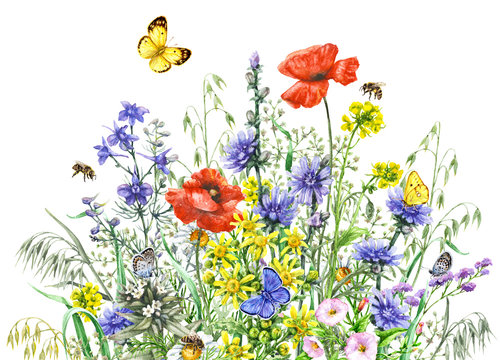 Watercolor wild flowers and insects
