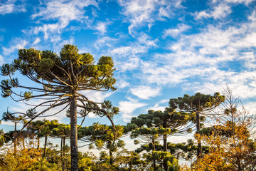 Campos do Jordao, Brazil. Araucari tree, very tipical in the city