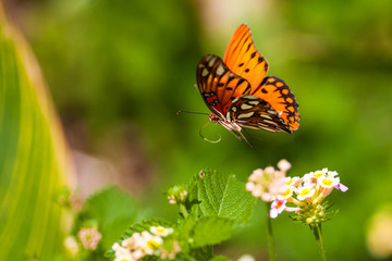 Orange Butterfly in Flight