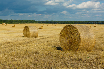 Hay bale. Agriculture field with sky. Rural nature in the farm land. Straw on the meadow. Wheat yellow golden harvest in summer. Countryside natural landscape. Grain crop, harvesting.