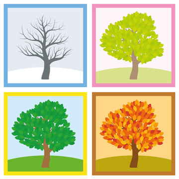 Tree in winter, spring, summer and fall with different foliage in typical colors and shades while the leaves turn throughout the course of a year. Vector illustration.