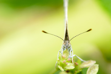 Obraz premium ヤマトシジミ(正面)