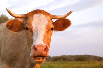 Head of a red cow close up against the background of the sky in evening summer day