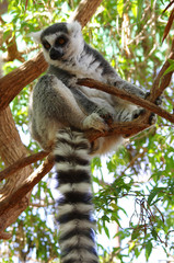 Ring-tailed lemur