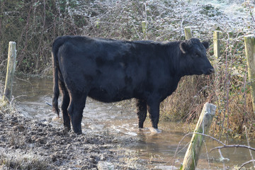 Cow in mud in winter