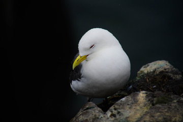Kittiwake