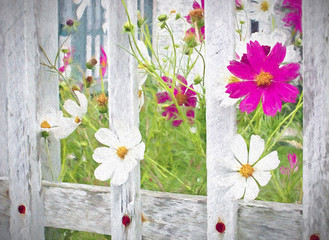pink and white cosmos flowers and rustic whitewashed picket fence in impressionistic effect