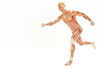 Anatomy of running human body, muscles- 3D Rendering