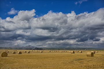 Bales of hay in the field. A stack of hay. Straw in the meadow. Wheat harvest in summer. The natural landscape of the countryside. Grain crop, harvesting.